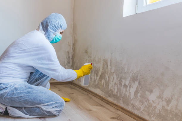 Licensed Commercial Mold Remediation service in Lebanon, IL - WQB Mold Removal